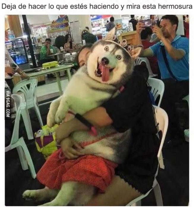 mira este husky gordo