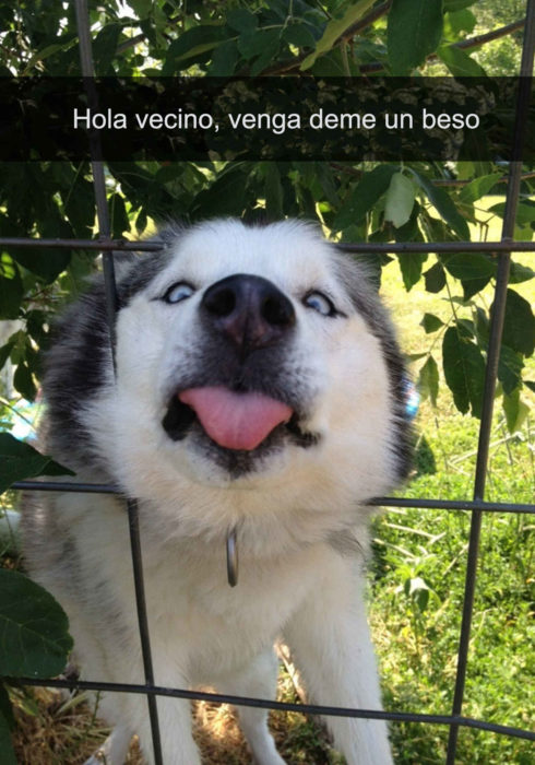 perro husky beso