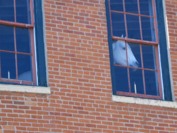 Imágenes inexplicables - caballo adentro de edificio 