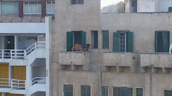 Imágenes inexplicables - camello en un balcón