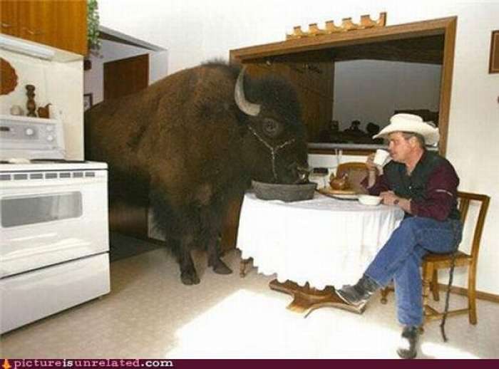 Imágenes inexplicables - búfalo comiendo en mesa 