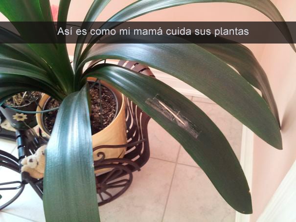mamá cura sus plantas