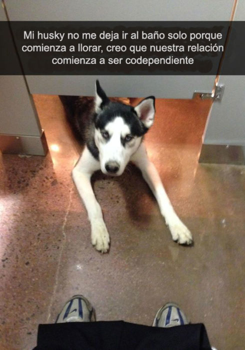 husky baño