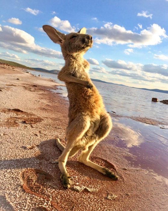 Canguro en la playa 