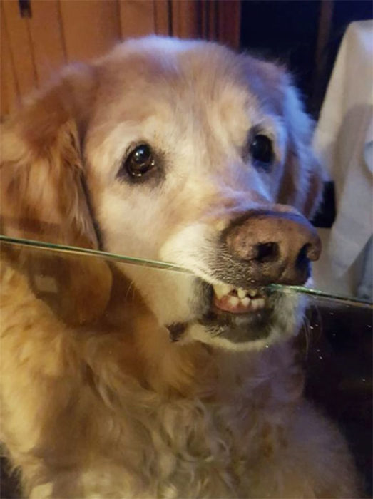 Perro con la nariz apoyada en la mesa 