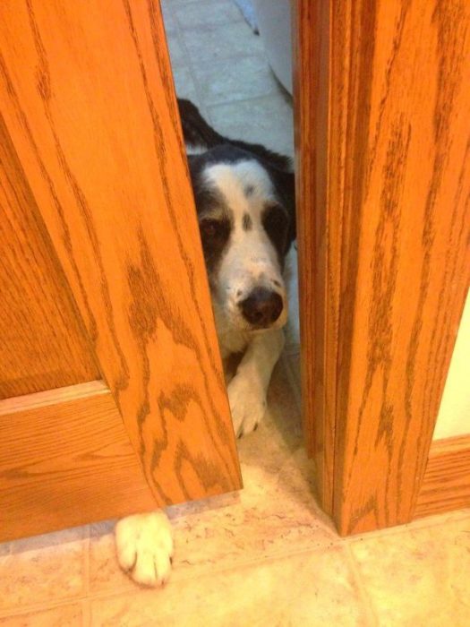 Perro asomado por la puerta de la cocina 