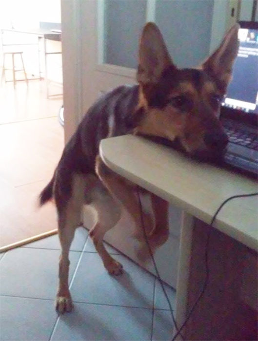 Perro con la cabeza apoyada en el mueble