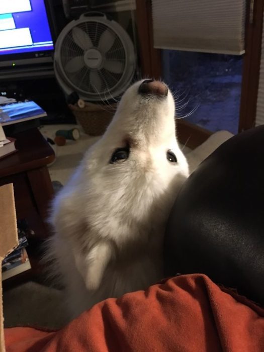 Perro de espaldas asomándose a ver la comida 