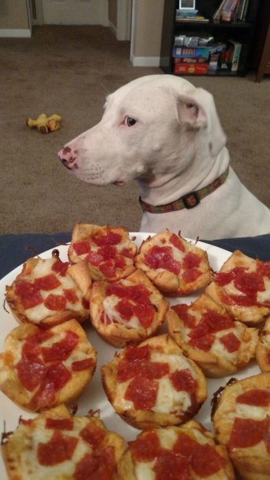 Perro viendo la comida de reojo