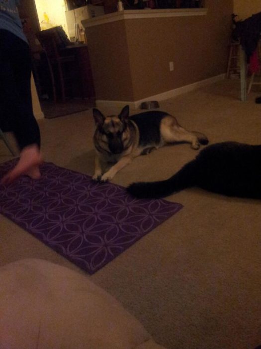 Perros tocando el tapete de yoga 
