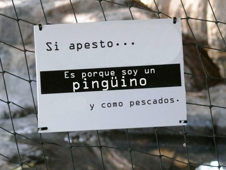 OLOR PINGUINO