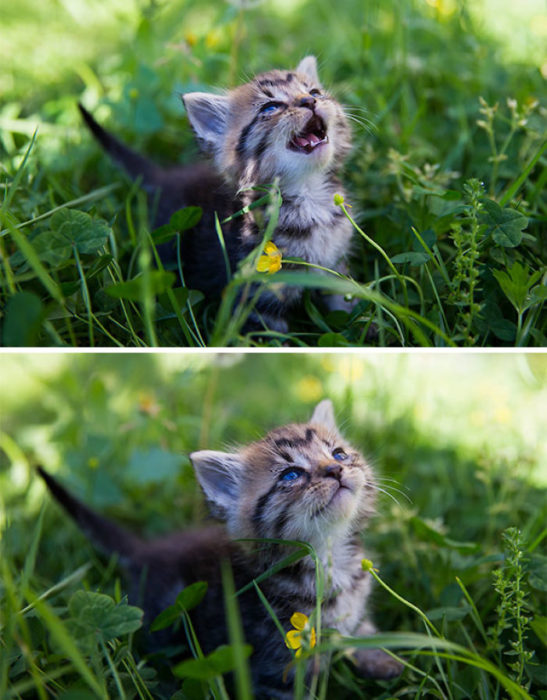 gato mirando el sol