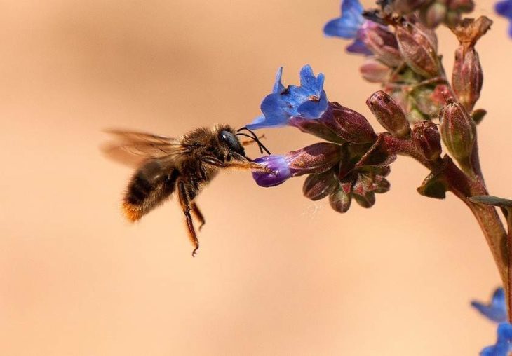 abeja comiendo flor miel