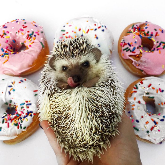 Saboreando una ricas donas