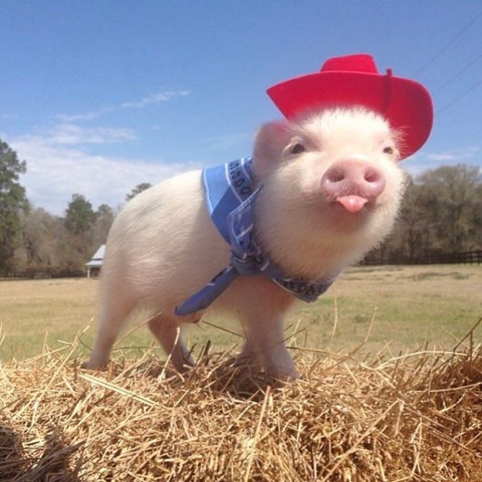 cerdito con mucho estilo