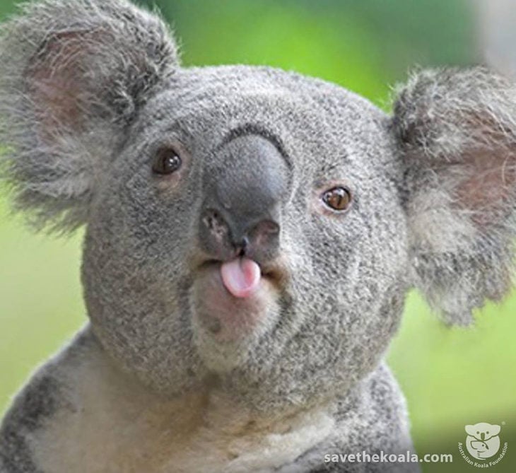 bello koala