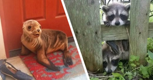 Cover Animalitos que solo pasaron a saludar y se sintieron como en su casa