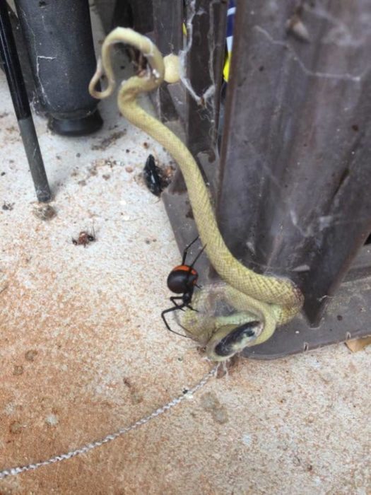 serpiente en telaraña