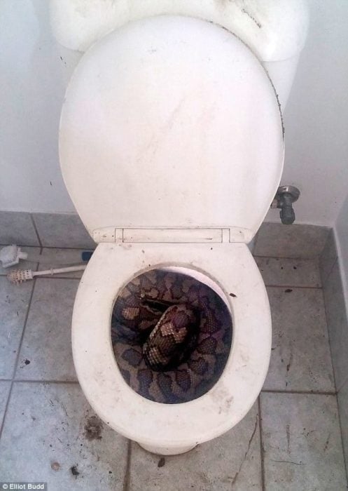serpiente en el wc