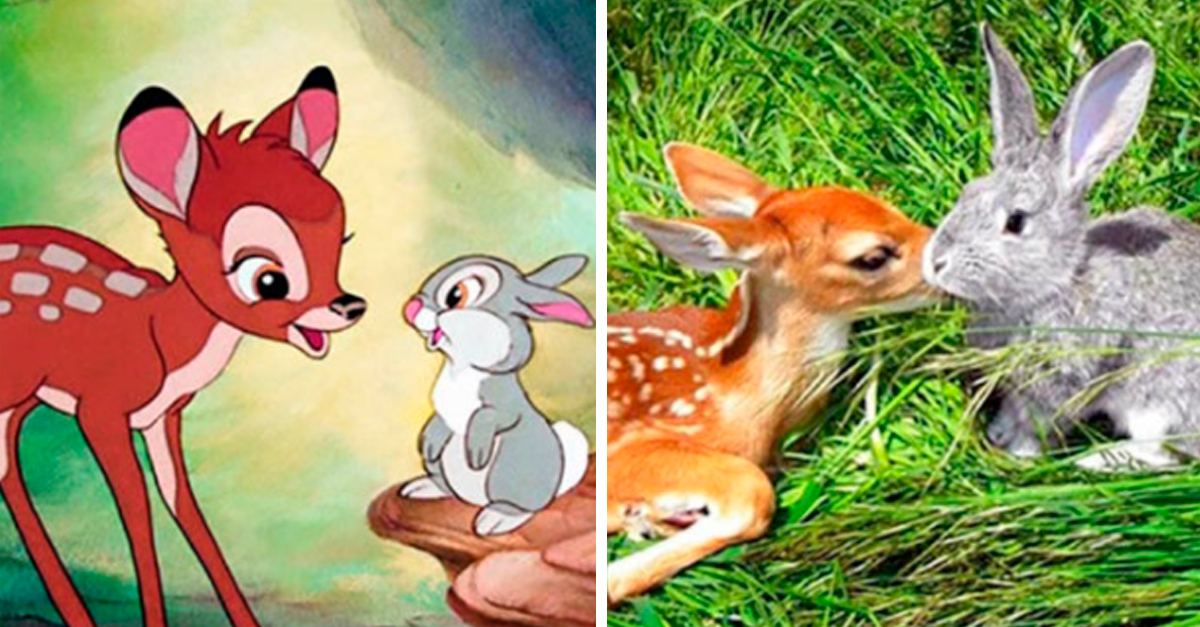 Asi Se Verian 17 Animales De Caricaturas En El Mundo Real