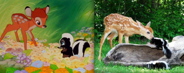 bambi y flor en la vida real