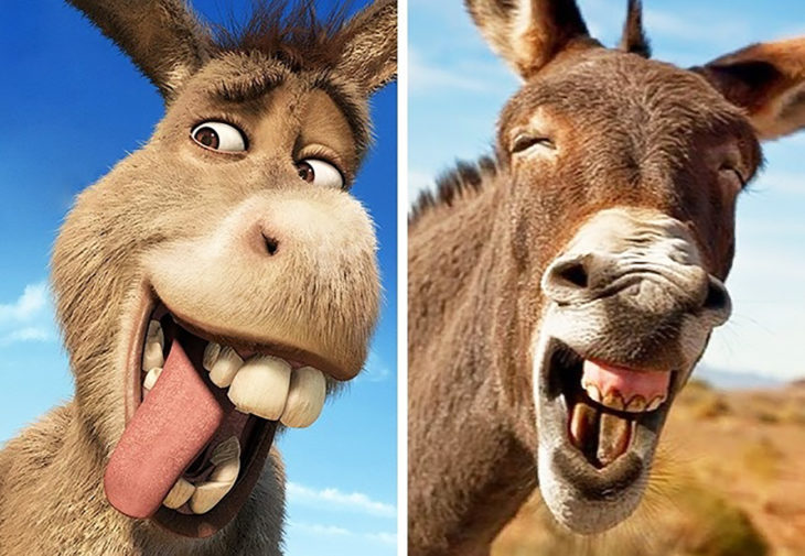 burro de shrek en la vida real