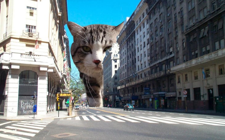 gato editado de myaor tamaño en meido de edificios