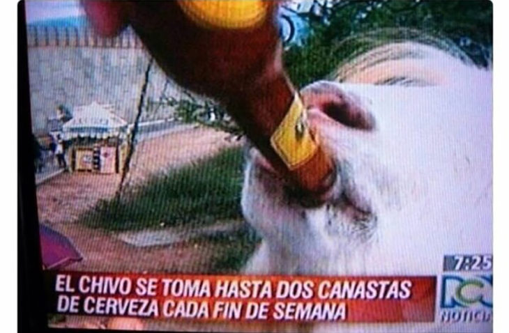 noticia sobre un chivo que toma cerveza