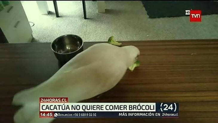 noticia sobre cacatúa que no come brócoli
