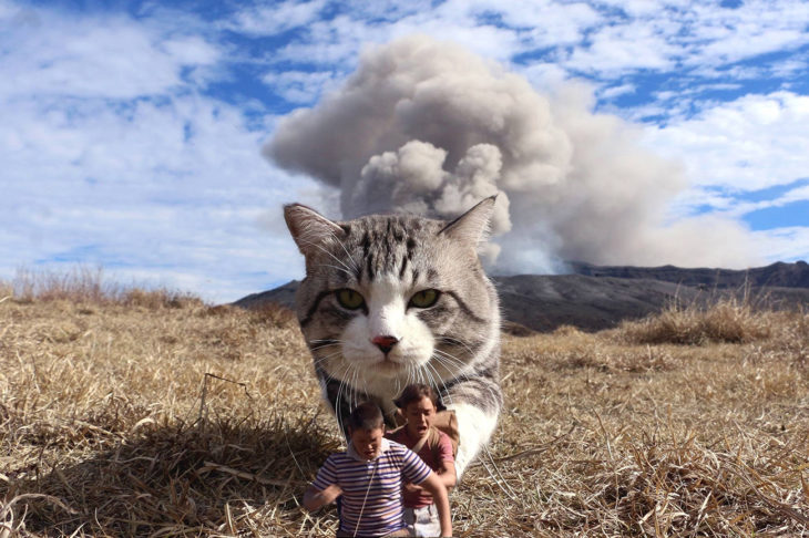 humanos editados pequeños frente a un gato