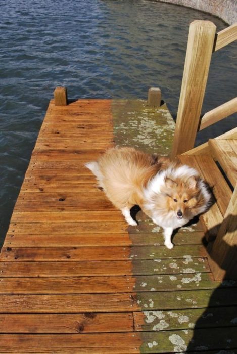 perrito madera bahía limpieza