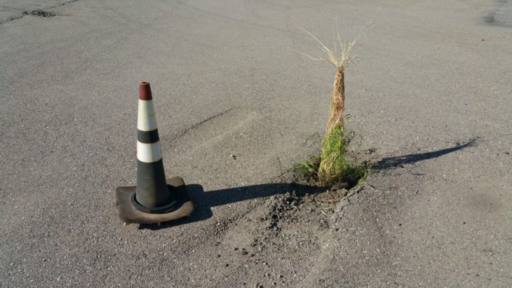 la naturaleza siempre encuentra su camino