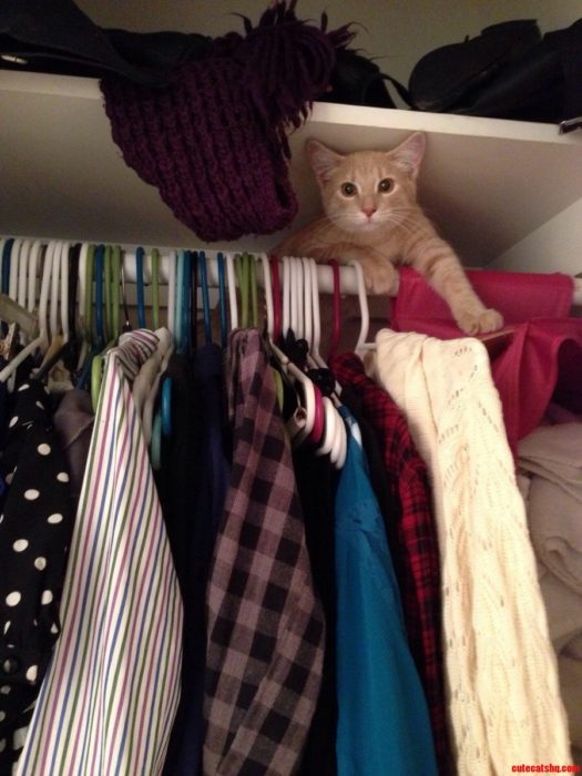 Gato en un closet