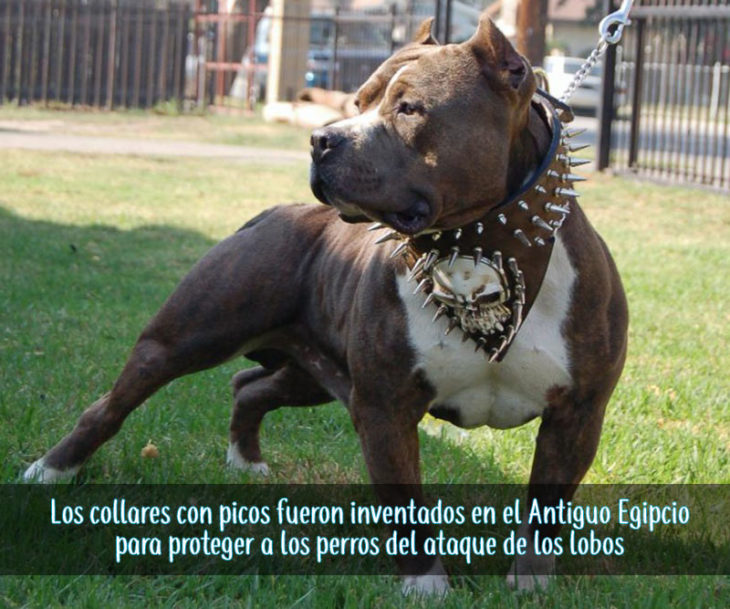 collar de picos