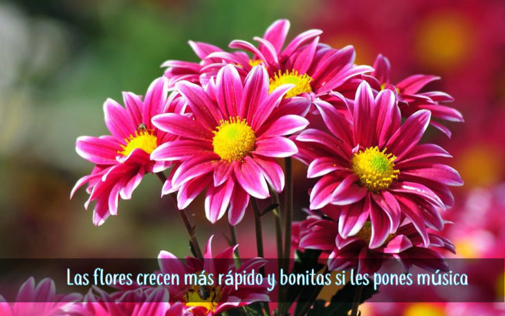 flores bonitas