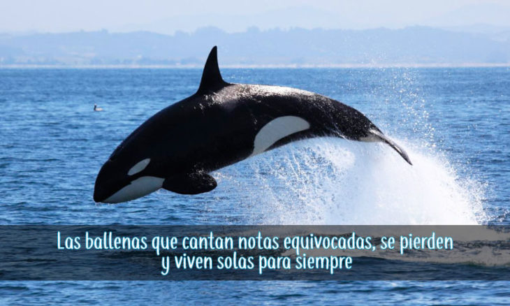 canto de ballenas