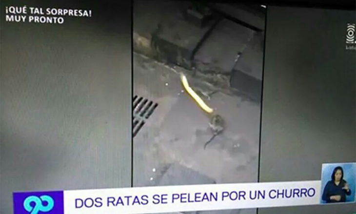 noticia sobre dos ratas que se pelean por un churro