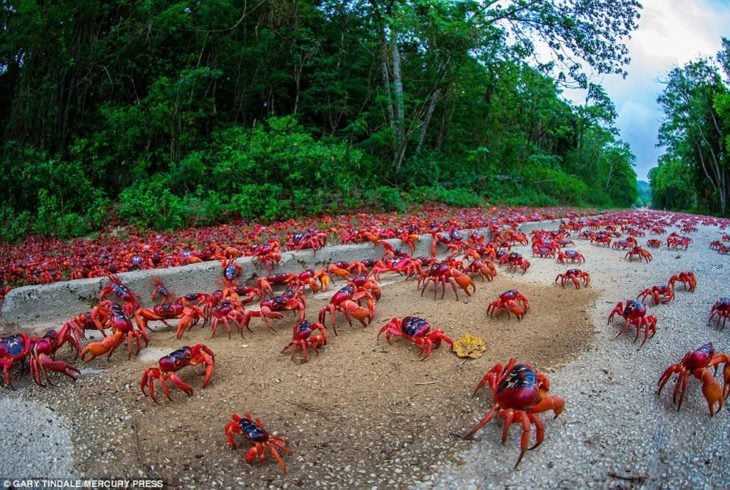 migración del cangrejo