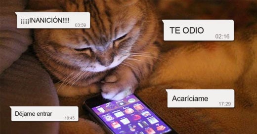 Cover Divertídisimos whatsapps que tu gato te enviaría si pudiera