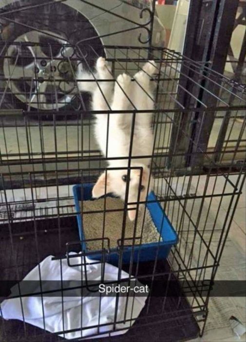 spider cat