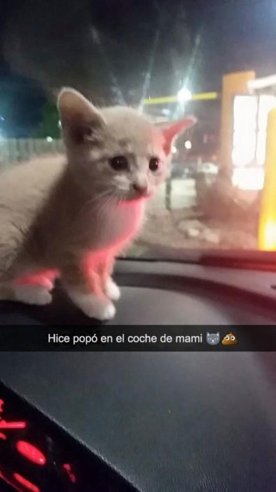 gatito se hizo popó en el coche