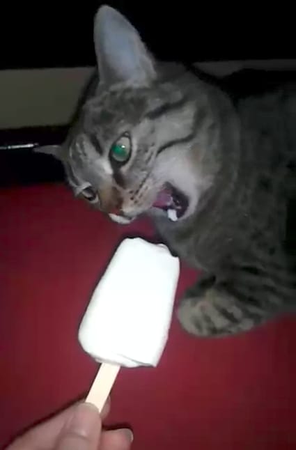 gato comiendo helado