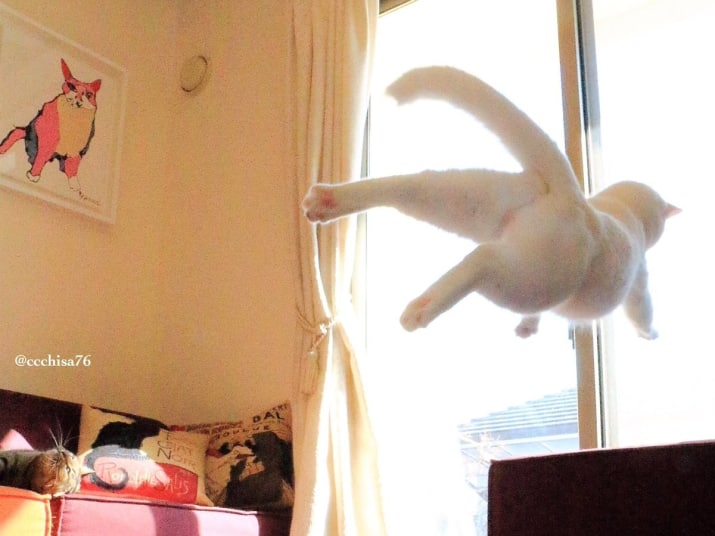 gato volando