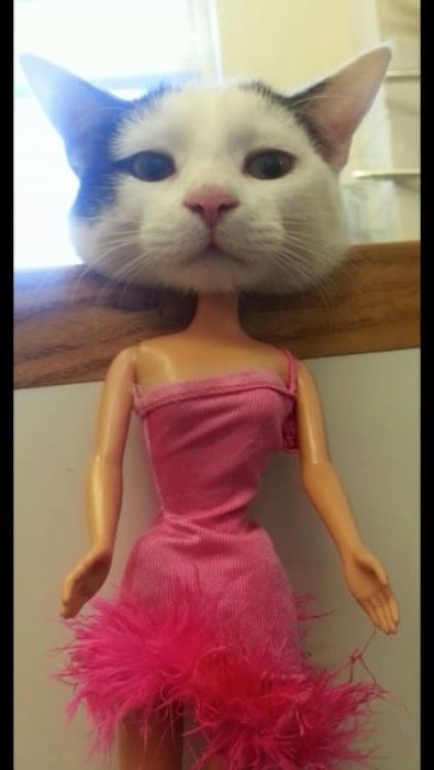 gato cuerpo barbie