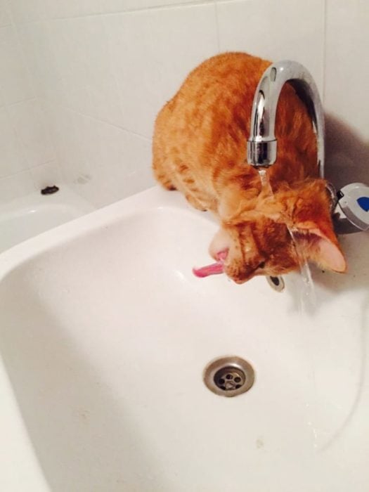 gato tomando agua