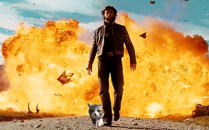 gato editado al lado de hugh jackman