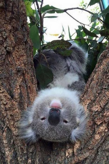 koala en árbol