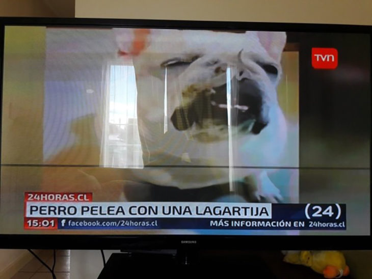 noticia sobre un perro que pelea con una lagartija