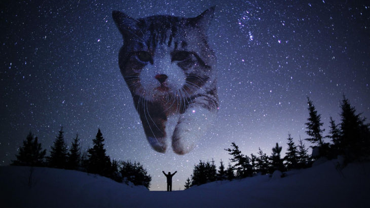 gato editado en las estrellas