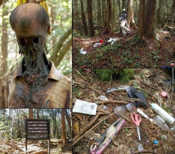 Bosque Aokigahara